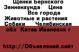 Щенки Бернского Зенненхунда  › Цена ­ 40 000 - Все города Животные и растения » Собаки   . Челябинская обл.,Катав-Ивановск г.